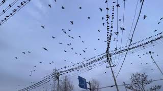 THOUSANDS OF BLACK BIRDS TAKE OVER THE STREET WIRES