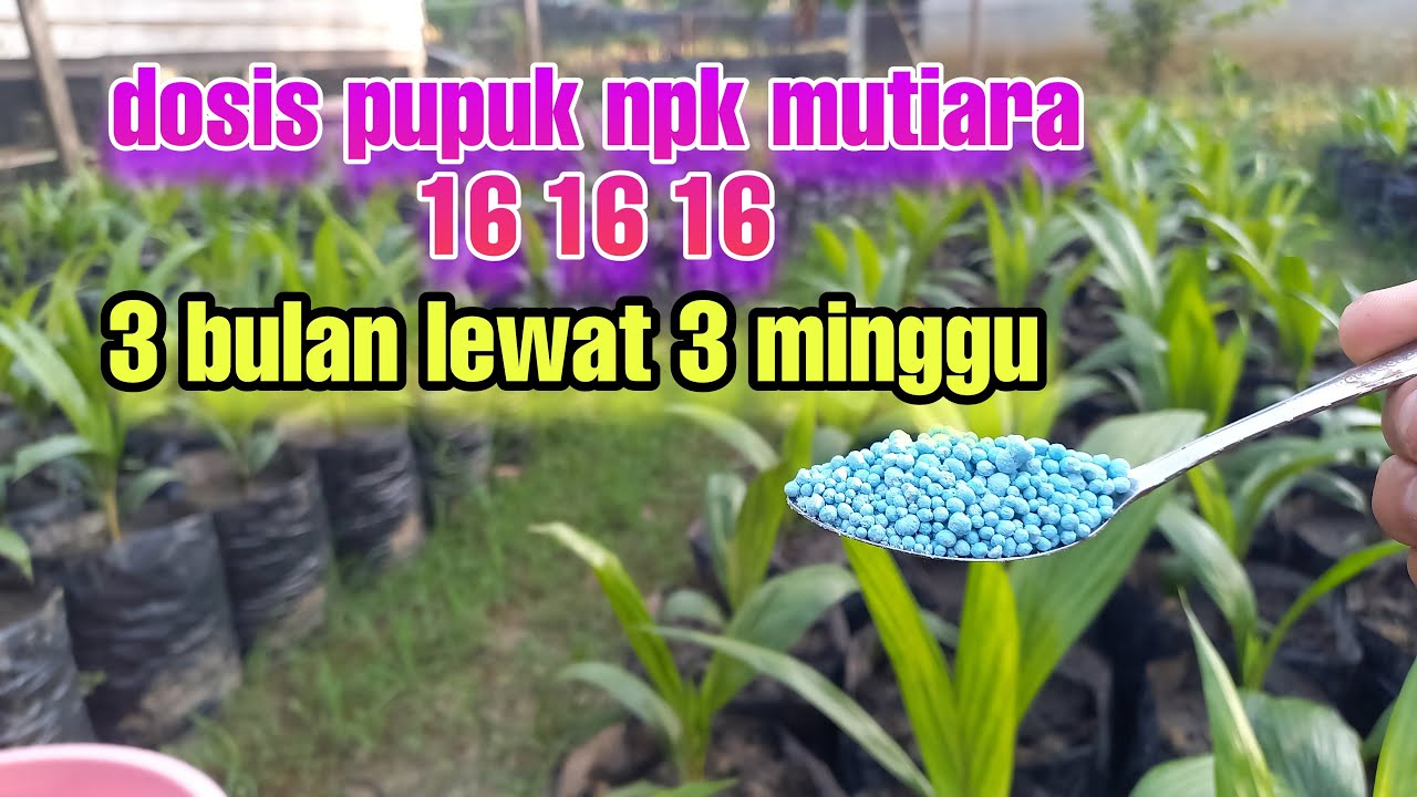 cara pemupukan bibit sawit umur 3 bulan lewat 3 minggu||menggunakan PUPUK NPK MUTIARA 16 1 16