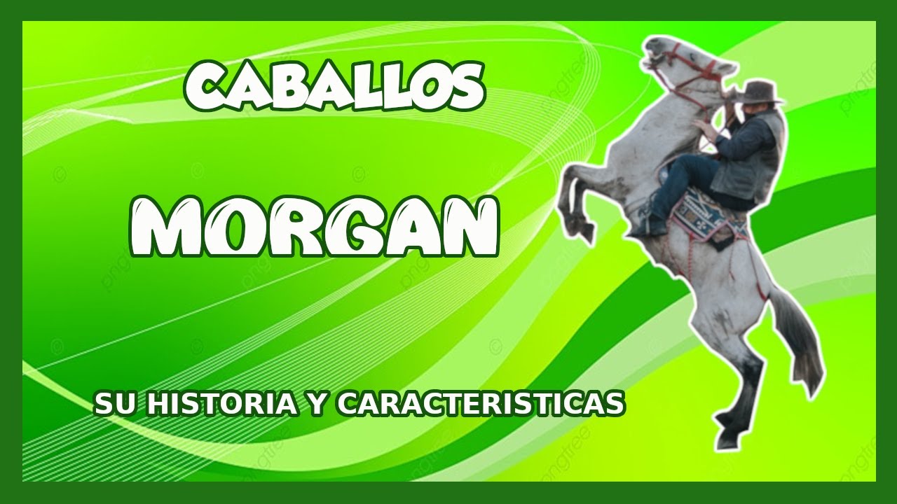 CABALLOS MORGAN