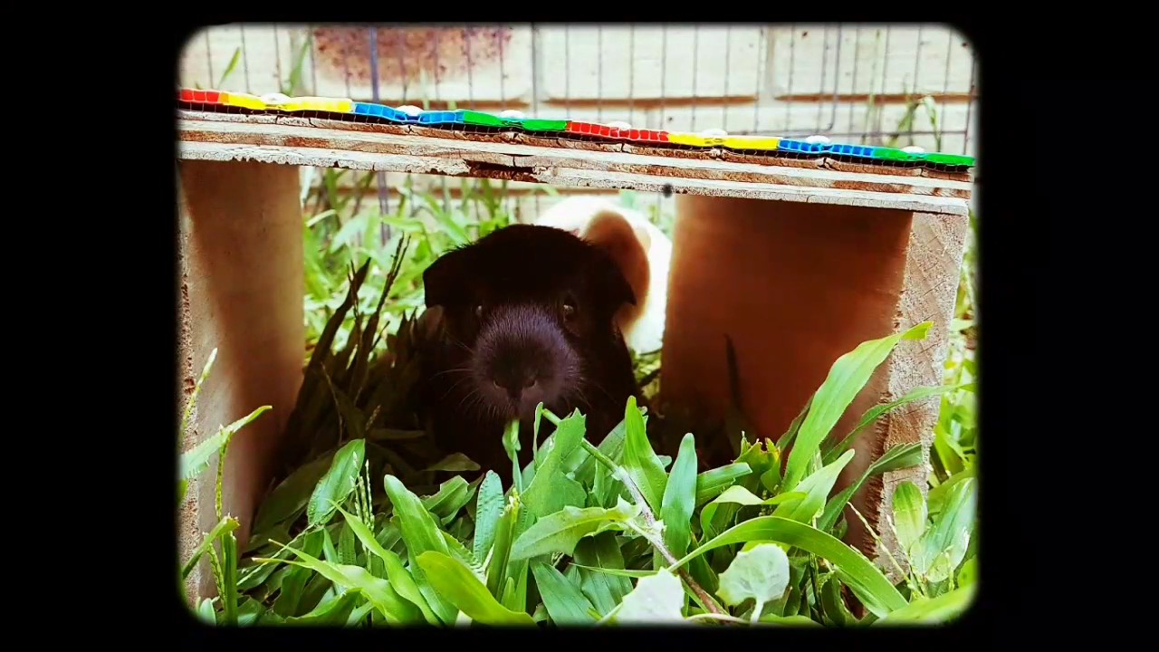 Pop and Bilbo the cute guinea pigs  - Adopt us !!