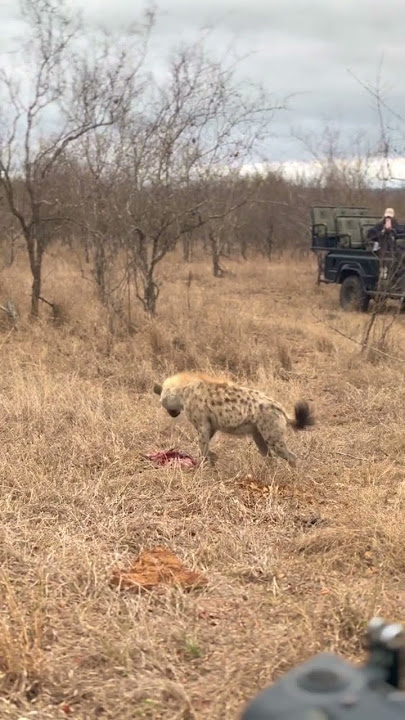 Hyena Ambushes Feeding Cheetah!