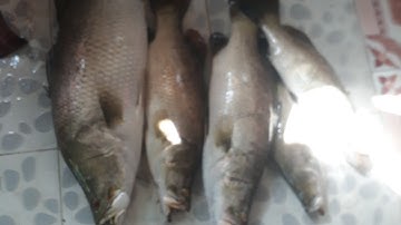 Câu cá chẽm.lên hàng hugo.