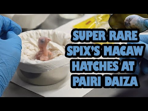 Extinct In the Wild, An Incredibly Rare Spix’s Macaw Chick Hatches At Zoo