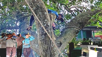 Cưa Cây Xoài 70 Năm Tuổi, To Tàn Khủng,Trong Khu Ngĩa Địa, Mồ Mã Nhiều, Cưa Kỹ Thuật,77