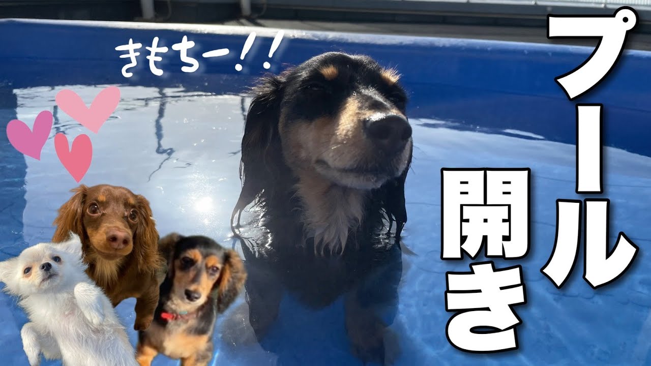 プール開き プールで大波乱 泳ぎ方の個性強すぎｗｗｗ カニンヘンダックスフンド ポメチワ Youtube