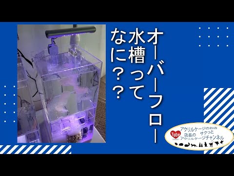ねくすとショップ - YouTube