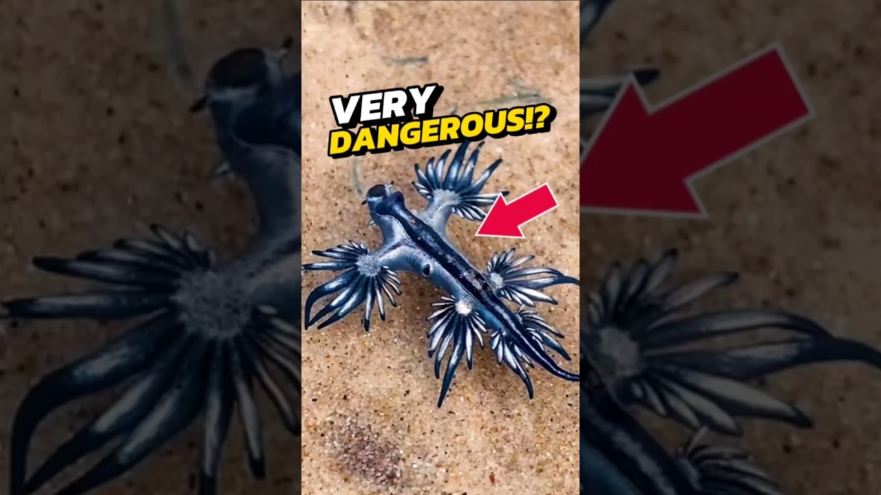 NEVER TOUCH These Cute Little Blue Creatures! 😨 