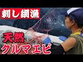 水深32mに車エビ狙いで網を入れてみた！危険生物が大群で掛かり…