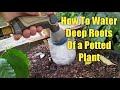 How to Water Deep Roots of a Potted Plant