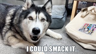 Asking For My Husky’s Opinion Was A Mistake! by Jodie Boo 23,494 views 1 month ago 17 minutes