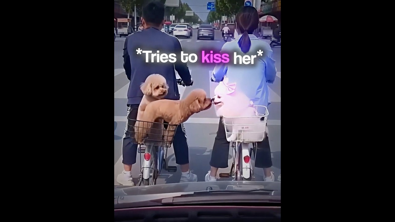 This Dog Just Wanted to Say “Hi” 😭 #shorts