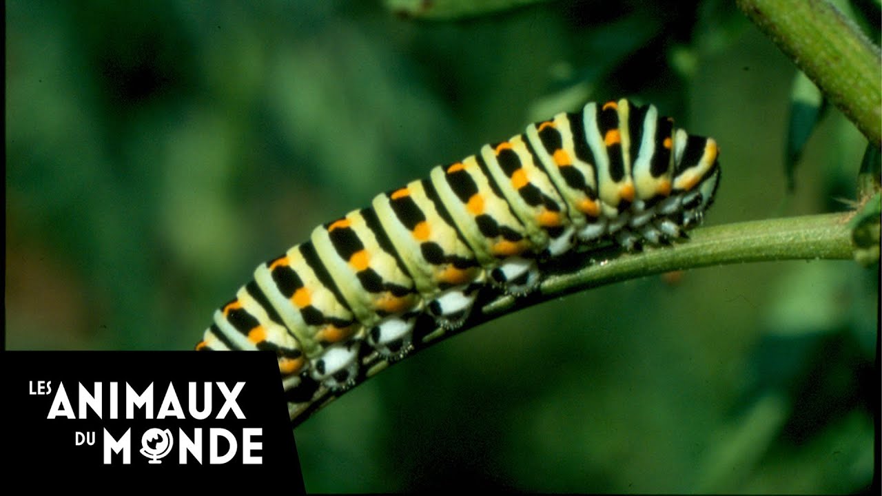 Les Insectes De La Prairie A La Haie Un Monde D Insectes Youtube Les Insectes De La Prairie A La Haie Un Monde D Insectes Youtube