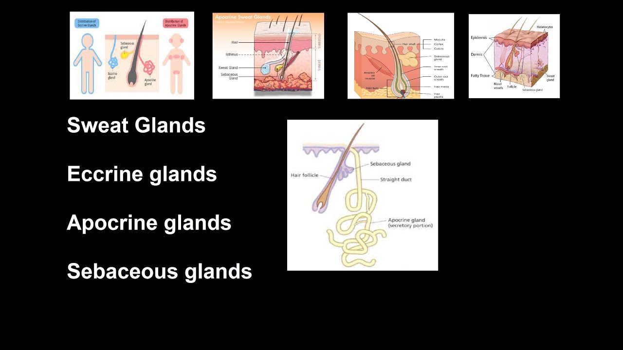 Sweat Glands Eccrine Glands And Apocrine Glands Sebaceous Glands