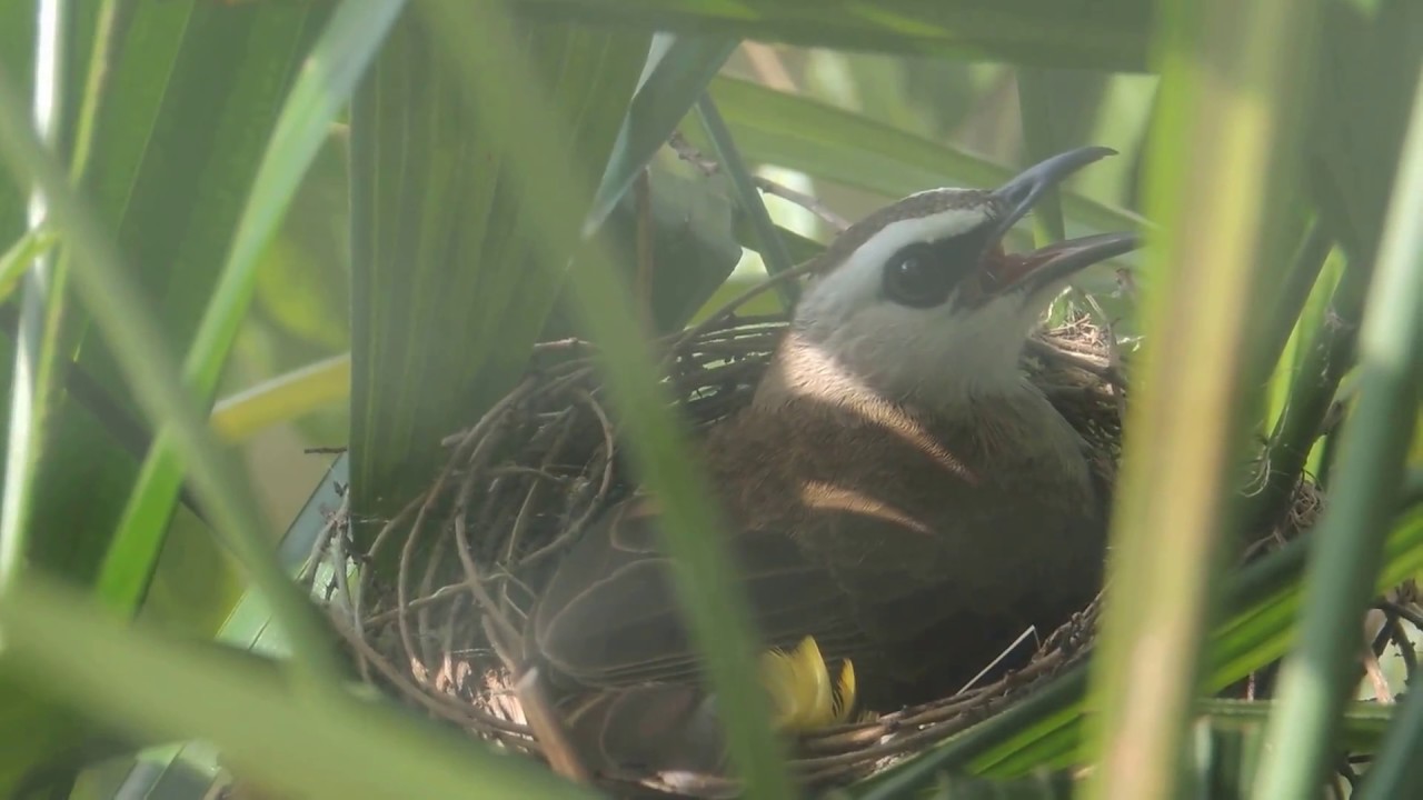 Yellow-vented Bulbul bird hatching 2 eggs with mouth wide open 