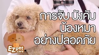EZ pet care [by Mahidol] การจับ บังคับน้องหมาอย่างปลอดภัย
