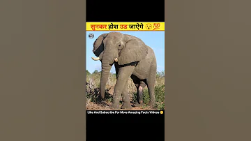 Elephant Breeding 😯💯 | सुनकर होश उड जाऐगे 🤔 FACTS TOP #facts #hindi #elephant #viral #shorts