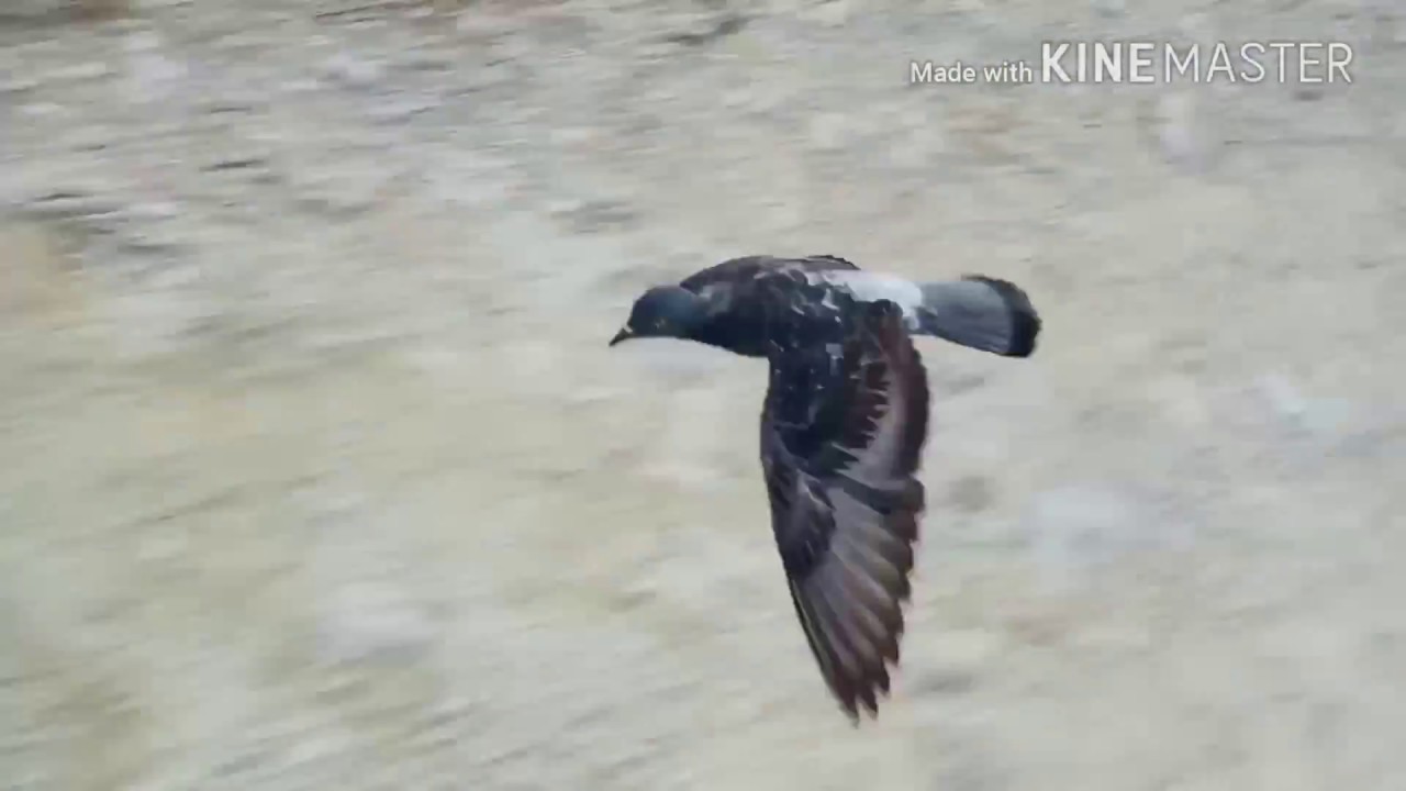 Melatih Burung Merpati Terbang  Cepat dan Jinak YouTube