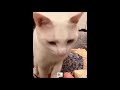 Komik Kedi Videoları