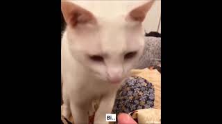 Komik Kedi Videoları