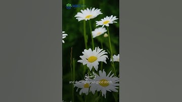 سورة المائدة للشيخ أحمد الحداد من صلاة التراويح