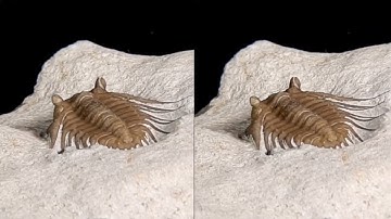 A 3D cross view stereoscopic video of my only Trilobite