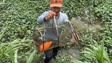 Một Lờ Chạy 2 Con Cá Lóc Khủng Quậy Sáng Nước.Góc Làng Quê#929