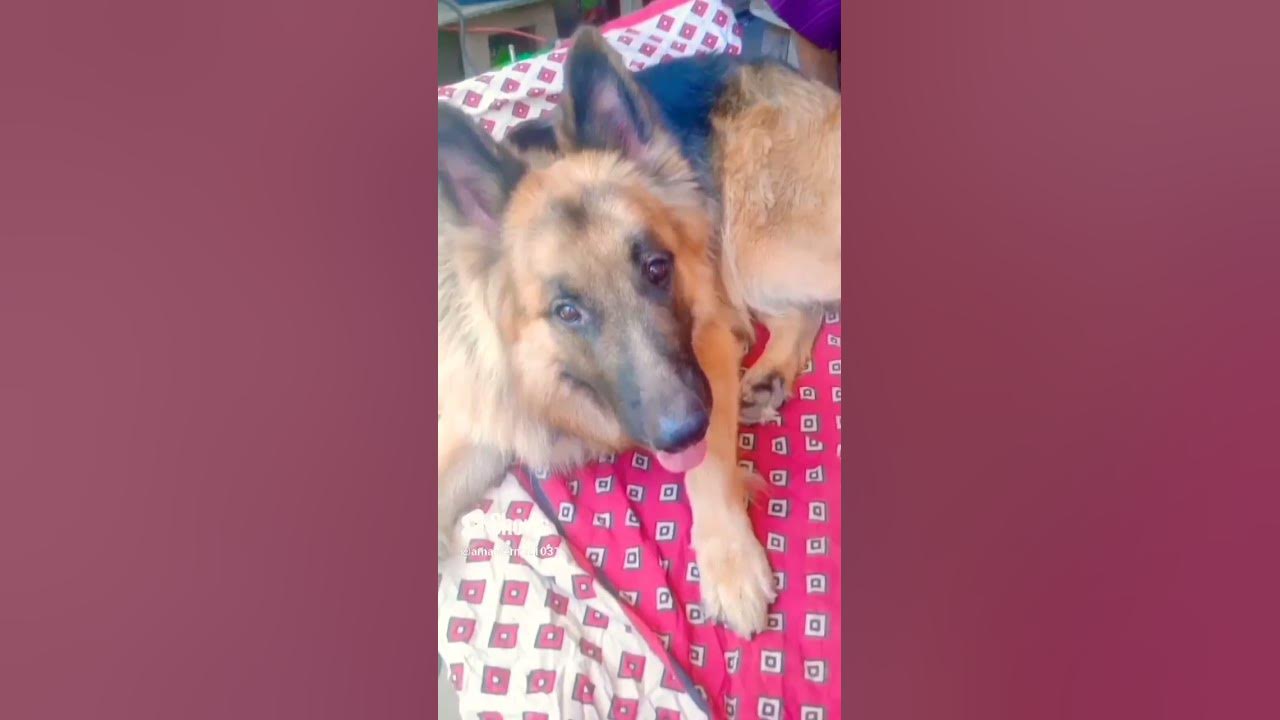 cute tiger German shepherd #gsd# tiger youtube #viral #video #shorts