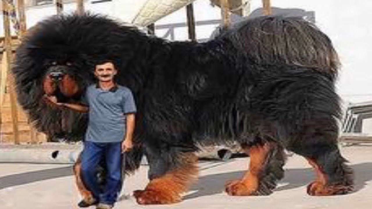 BIGGEST DOG ON THE YouTube