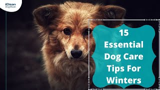 15 Essential Dog Care Tips For Winters by iClean Dog Wash 7 views 2 years ago 49 seconds