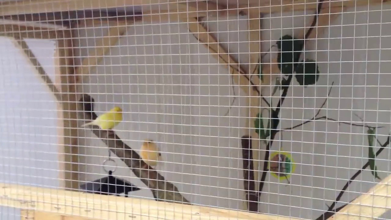 Voliere En Bois Fait Maison