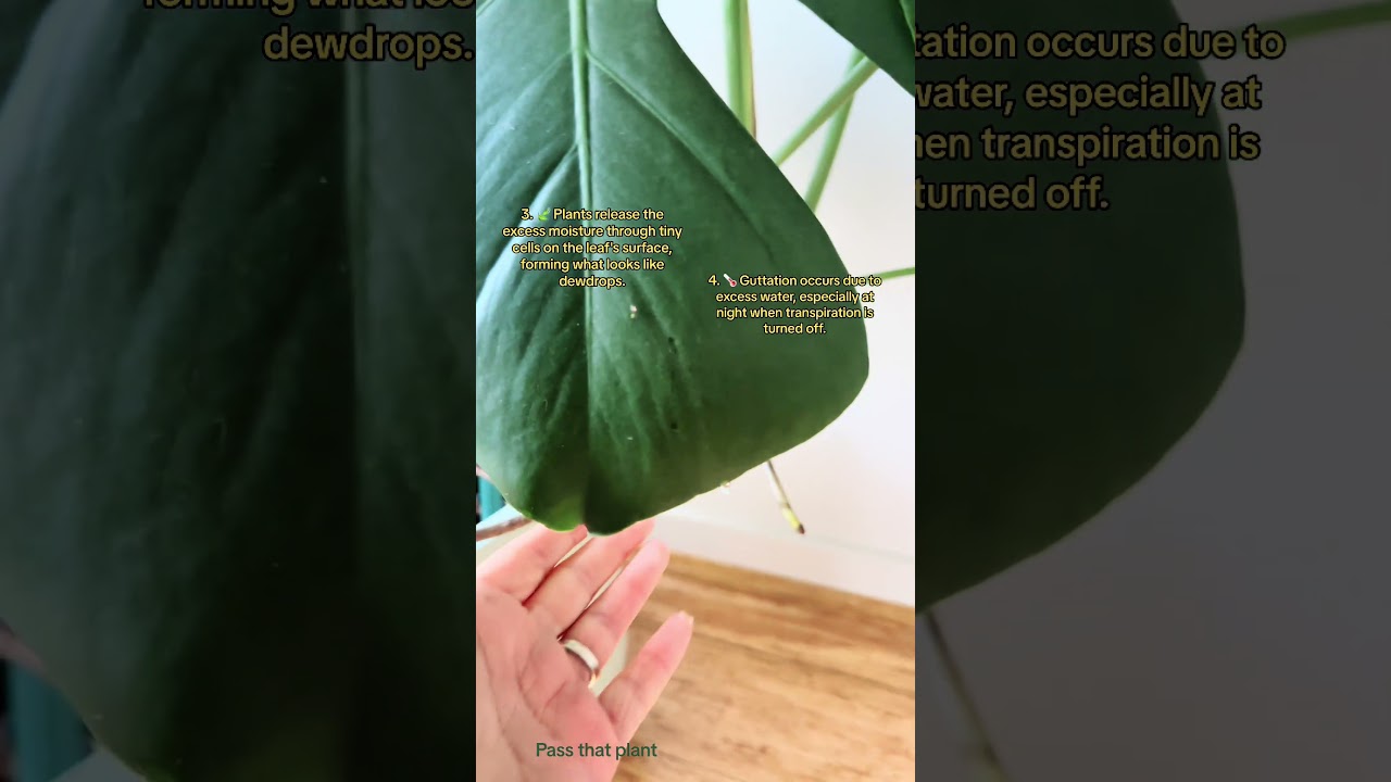 Why is your #monstera crying? #Shorts - YouTube