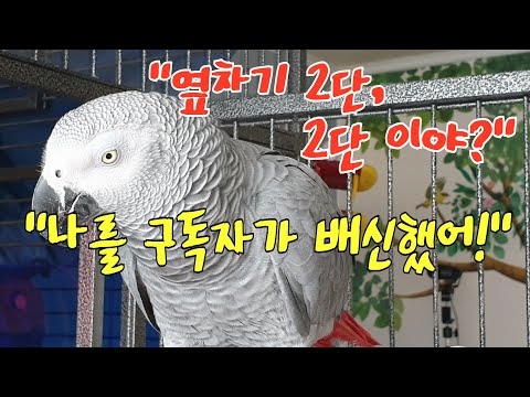 2022년 첫 번째 월요일 K-parrot [똘이TV] 드라마 도깨비 <strong>OST</strong> Beautiful <strong>Life</strong>~ 배우고 있어요~Korean parrot.