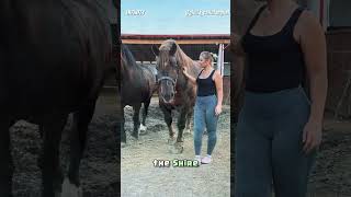 This Horse Is Bigger Than You Think 