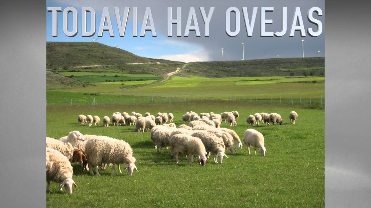 CIEN OVEJAS
