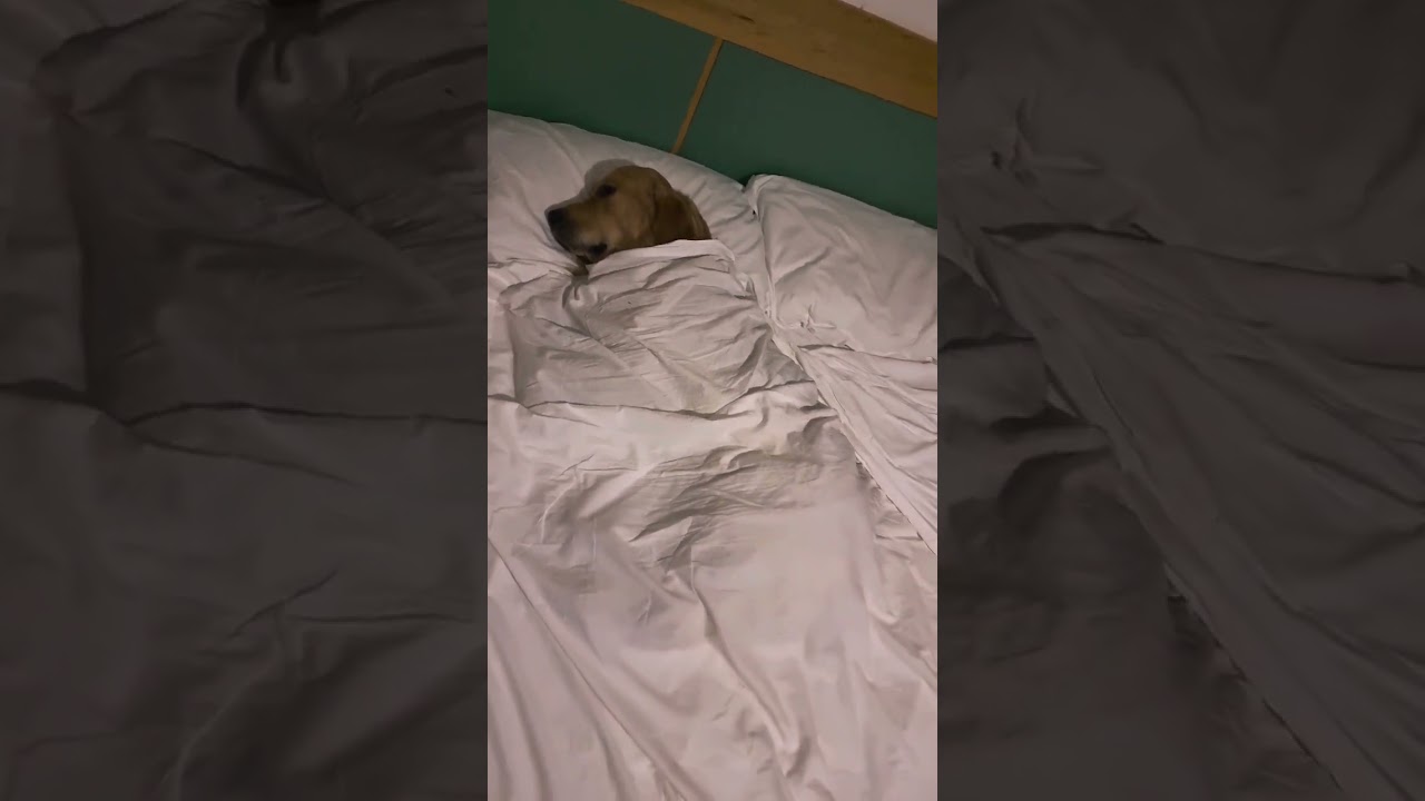 It's a bit cold and Buddy prefers to sleep under the covers. 