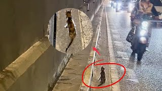 The poor kitten fell ill by the side of the highway, and not a single passing car stopped for him.😢 by Paws Bliss Haven 292,813 views 1 month ago 8 minutes, 1 second