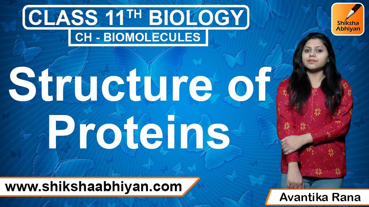 Structure of Protein Biomolecules CBSE Class 11 Biology YouTube