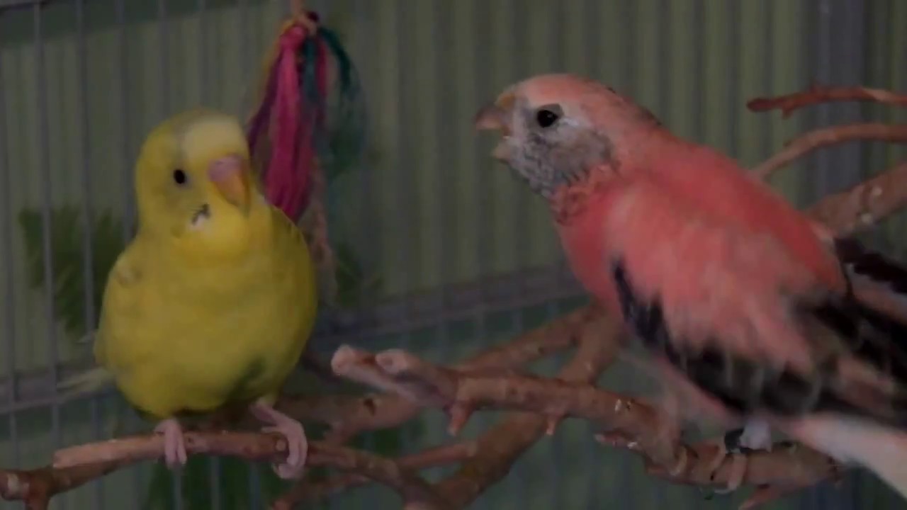 bourke's parrot