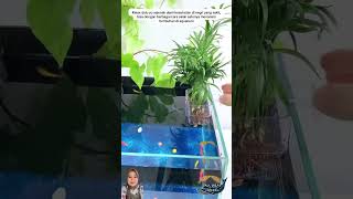 Pot aquarium #water #ikan #ikanhias #fish #aquascape #aquarium #fyp #funny #pets #pet #dpr #demo