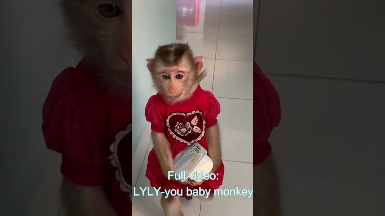 Clever baby monkey Lyly takes things for mom!