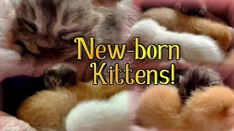 Video 5219491: persian cats catlover, persian cat lovers, born baby kitten