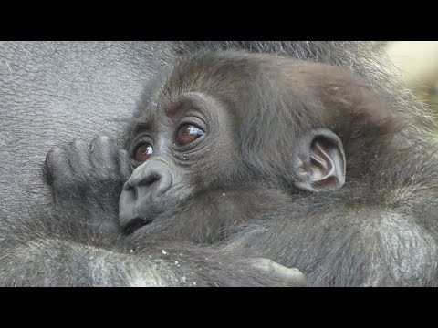 ('19/6/9)モモタロウ家の週末 37⭐️ゴリラ【京都市動物園】Gorilla / weekend  momotaro family 37