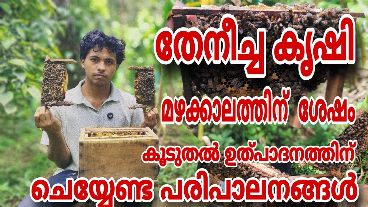 തേനീച്ച കൃഷി | കൂട് മാറ്റൽ മഴക്കാലത്തിന് ശേഷമുള്ള പരിചരണം 