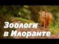 Зоологи в Илоранте