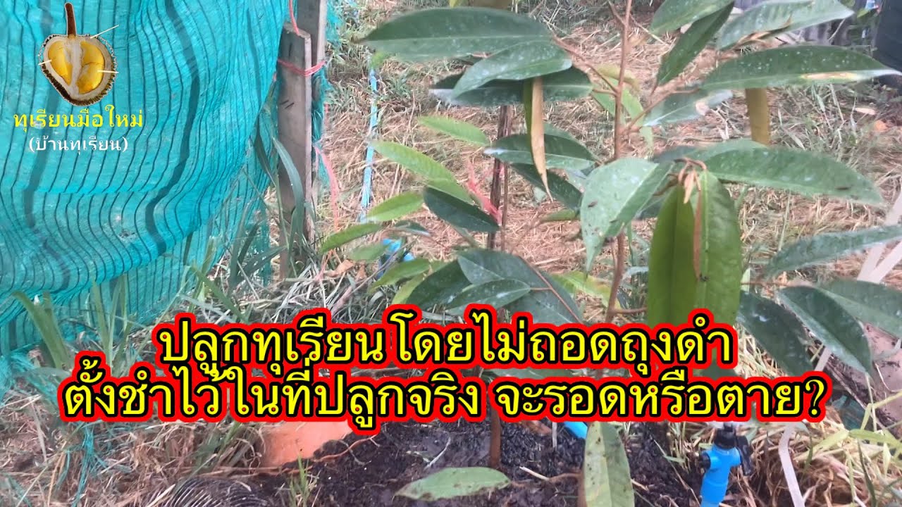 ทุเรียนมือใหม่…ปลูกทุเรียนอย่างไรให้ใกล้เคียงในเรือนเพาะชำ?