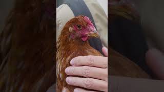 Soft Shell Eggs #citychickens #backyardchicken #freerangechickens #facts screenshot 4