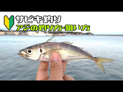 【初心者向け】サビキ釣り「アジ」を狙おう！【アジの釣り方】