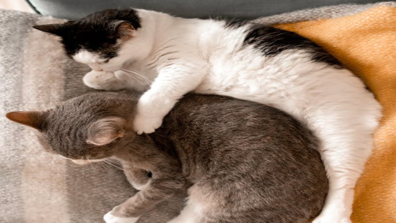 Funny Fight to Sweet Sleep 😴 | Two Cute Twin Cats Live Video Adorable Twin Cats Moments🐱💖