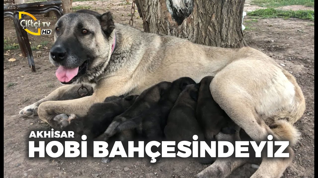 Kangal Kac Yasina Kadar Buyur