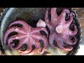 How Juicy To Cook OCTOPUS With Vegetables? A Very Tasty Recipe For Cooking Octopus